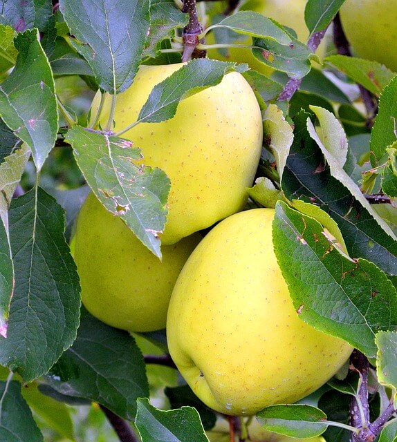 Sarı Elma Kaç kalori - sarı elmanın kalorisi - sarı elma kilo aldırır mı