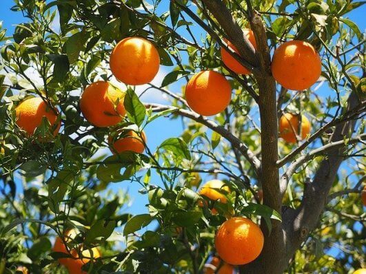 Portakal mevisimi - portakalın faydaları - portakal kilo aldırır mı
